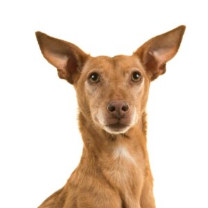 Podenco canário: tudo sobre essa raça