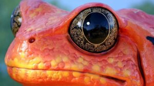 Sapo tomate: habitat e características