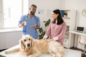 3 benefícios dos condroprotetores em cães