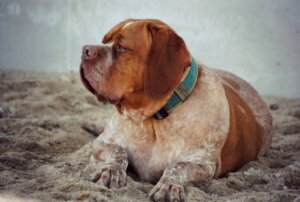 Pachón navarro: tudo sobre essa raça