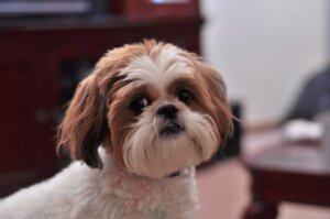 Shih-poo: tudo sobre essa raça
