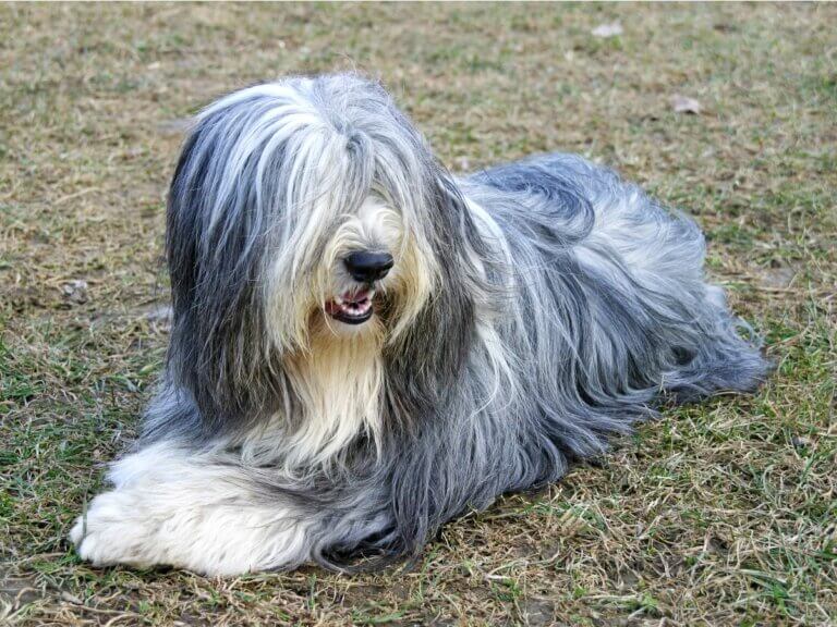 9 raças de cães cinza