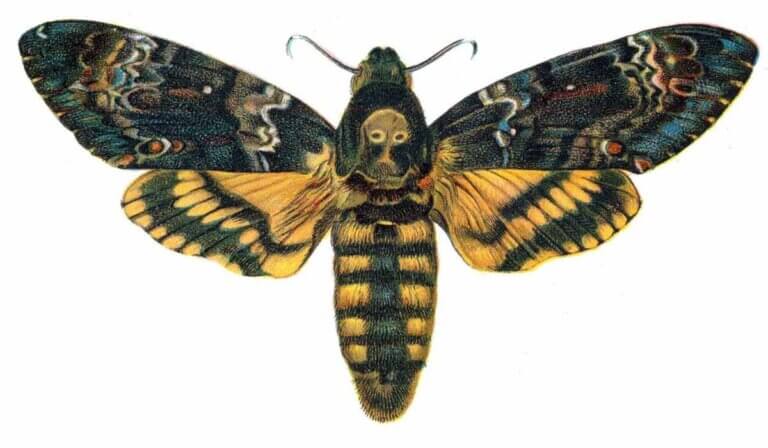 A borboleta-caveira: características e curiosidades
