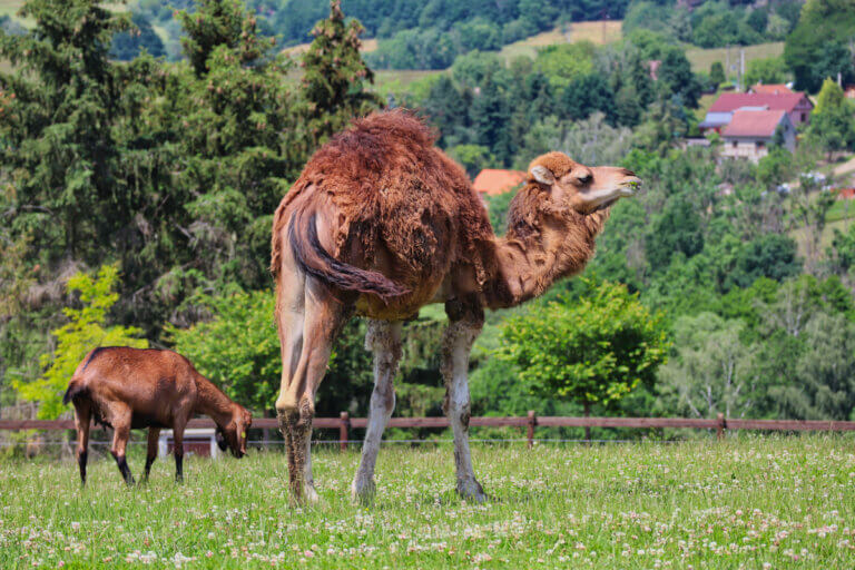 Curiosidades sobre os camelos