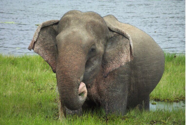 Elefantes detectam vibrações sísmicas geradas pelo homem