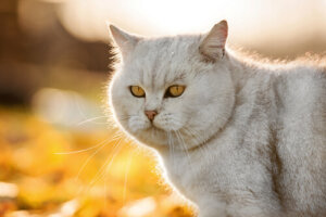 5 dicas para deixar o pelo do seu gato brilhante