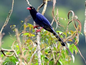 Gralha-azul-de-taiwan: habitat e características