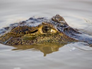 Os 10 maiores répteis do mundo