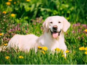 As 5 raças de cães ideais para terapia