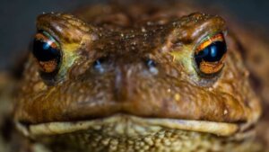 Sapo zumbi: uma nova espécie da Amazônia