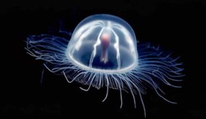 11 curiosidades da espécie de água-viva Turritopsis dohrnii