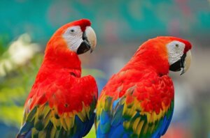Araracanga: habitat, características e reprodução