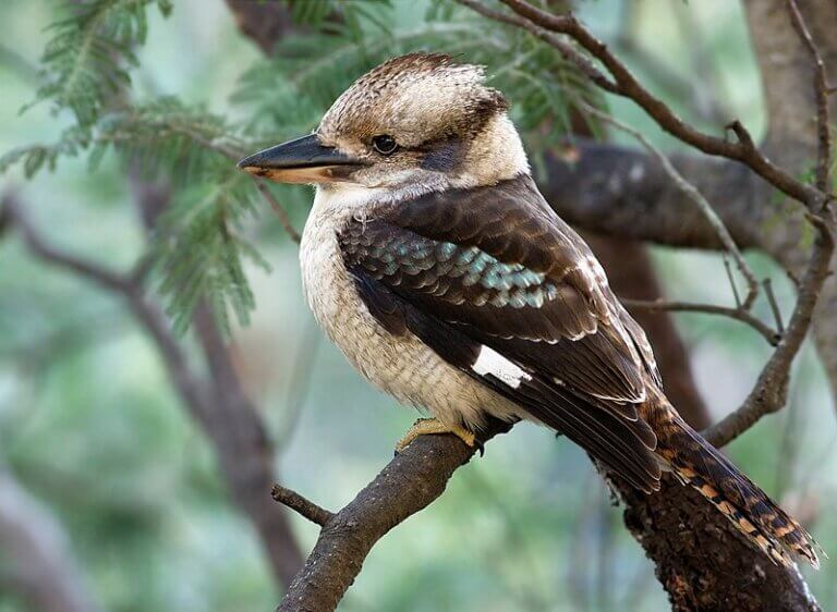 A ave kookaburra: habitat, características e curiosidades