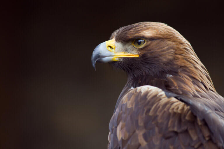9 curiosidades da visão da águia-real