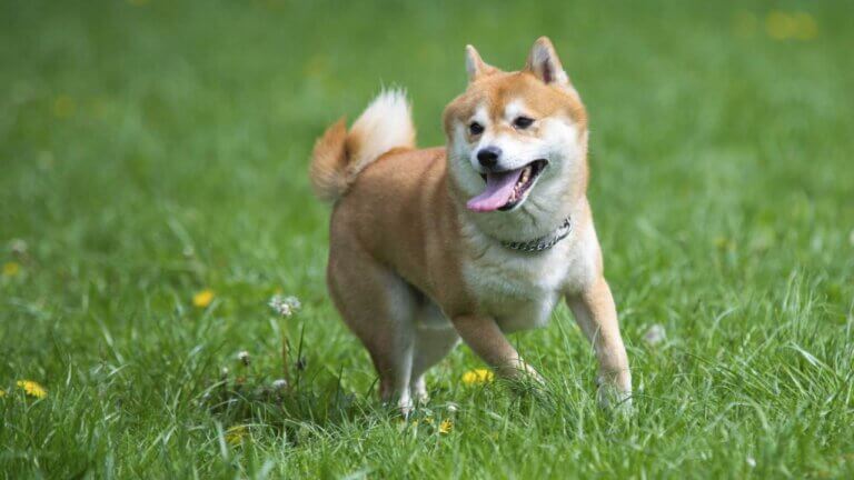 7 raças de cães japoneses que você deve conhecer
