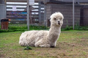 Diferenças entre lhamas e alpacas