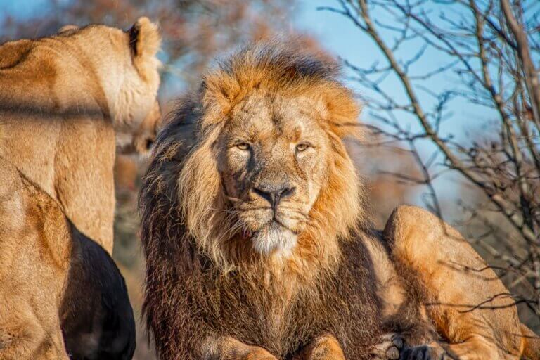 9 curiosidades sobre a juba dos leões
