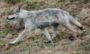 Lobo-do-himalaia: habitat e características