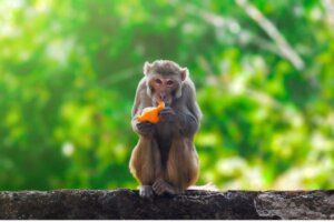 Macacos: tipos e características