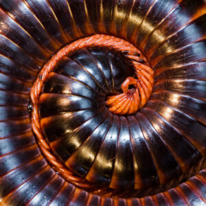 Milípede gigante africano: habitat, características e curiosidades