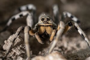 A aranha-lobo: habitat, comportamento e características