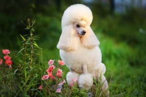 9 raças de cães de água