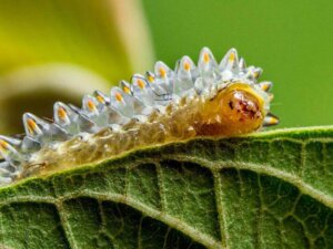 A Acraga coa: habitat, características e curiosidades