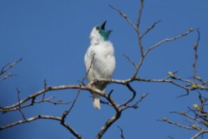 Araponga-comum: habitat e características