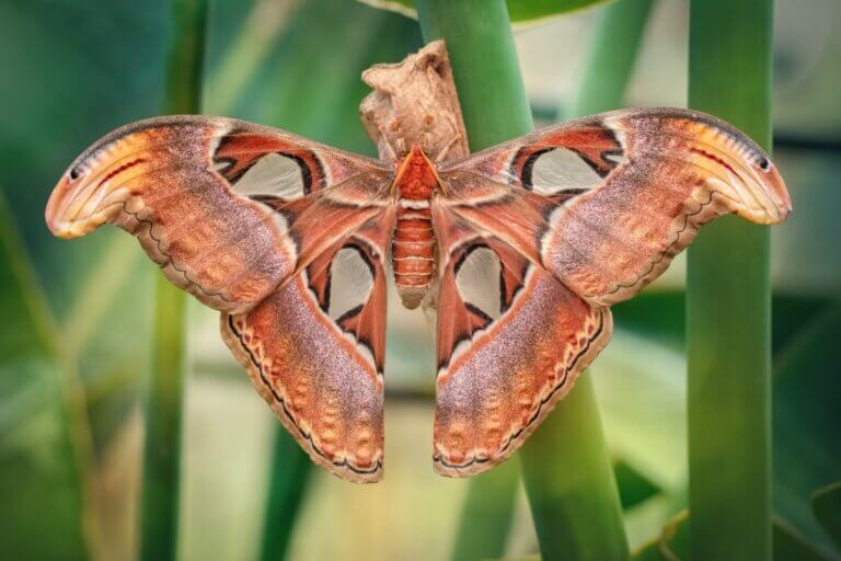 9 curiosidades sobre a borboleta-atlas
