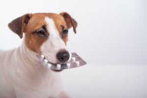 Selegilina em cães: dosagem, usos e efeitos colaterais
