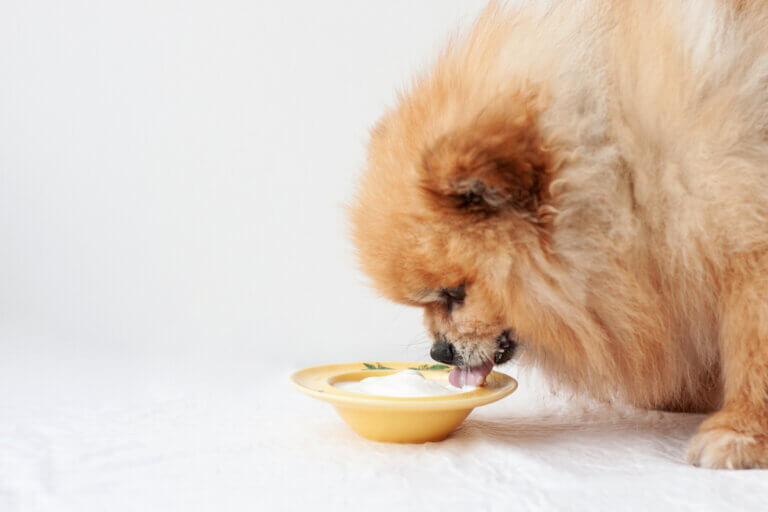 Seu cachorro pode comer iogurte?