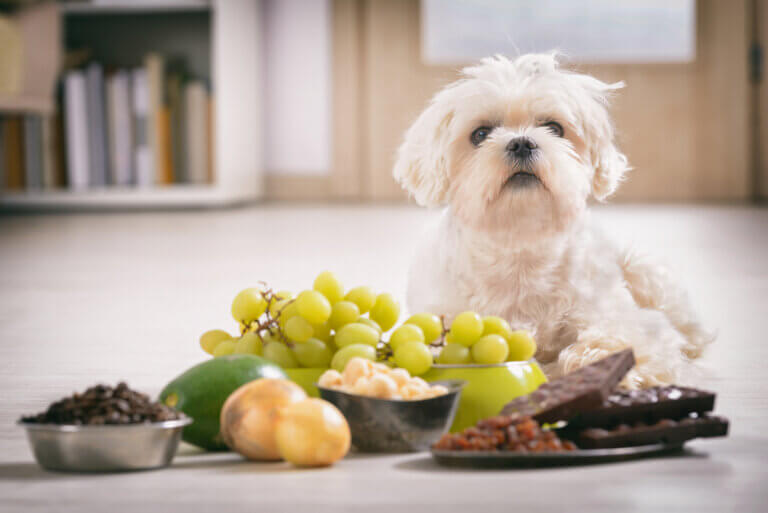 Benefícios e desvantagens da alimentação natural para cães