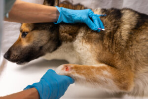 Quais são as causas de morte súbita em cães?