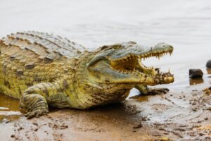 5 animais que confundimos uns com os outros