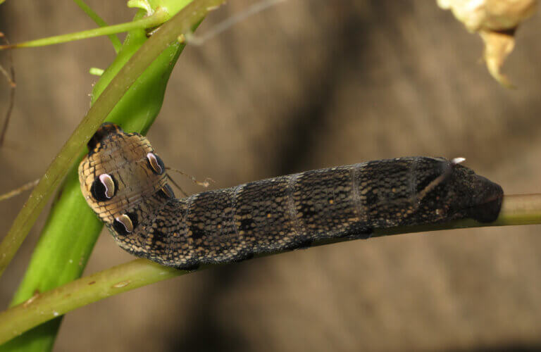 A lagarta de cabeça grande: habitat, características e curiosidades