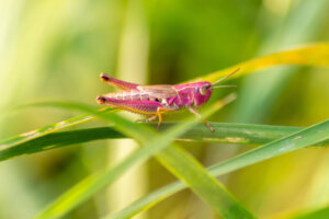 9 curiosidades do gafanhoto rosa