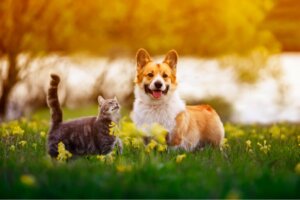 5 diferenças entre viver com um gato ou um cachorro