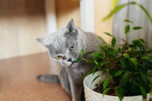 15 flores perigosas para os gatos