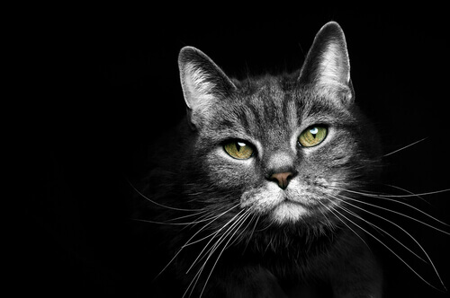 9 curiosidades sobre o gato noturno