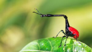 O besouro-girafa: habitat, características e curiosidades