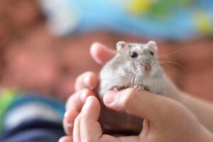 11 nomes originais para um hamster