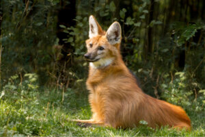 9 curiosidades do lobo-guará
