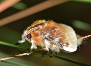 Tipos de mariposas