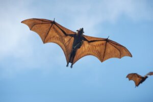 Por que alguns morcegos caçam durante o dia?