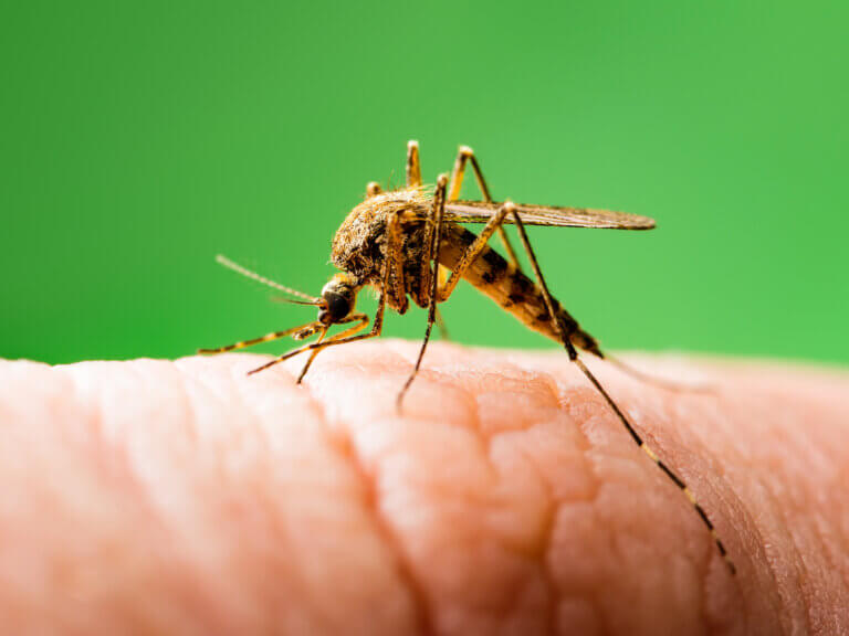 Riscos e benefícios dos mosquitos geneticamente modificados