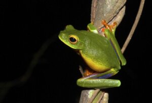 Novas espécies de pererecas descobertas na Oceania
