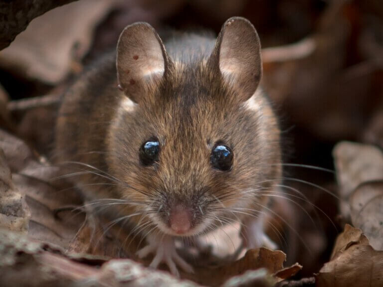 Curiosidades sobre os roedores extintos e sua contribuição para a sociedade atual