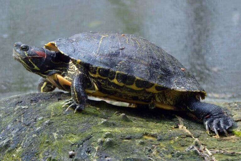 Cuidados necessários com a tartaruga-de-orelha-vermelha