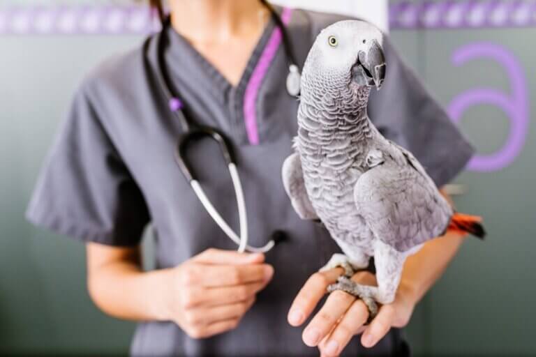 Maneiras de medicar seu pássaro