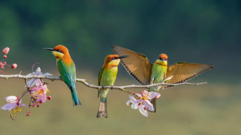 Sintomas de doenças em aves